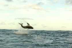 Great white shark breaching, Nikon D2H by Depaulis Carlo 